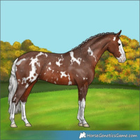 Horse Color:White Spotted Silver Brown Splash Appaloosa Rabicano