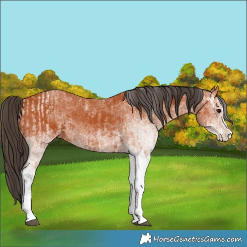 Horse Color:White Spotted Bay Splash  and White Spotted Bay Splash 