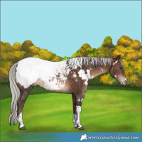 Horse Color:White Spotted Silver Brown Tobiano Snowcap Rabicano 