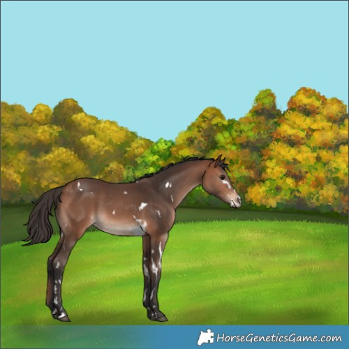 Horse Color:White Spotted Bay 