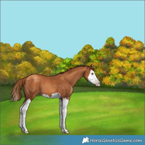 Horse Color:Gray Gold Champagne Splash 