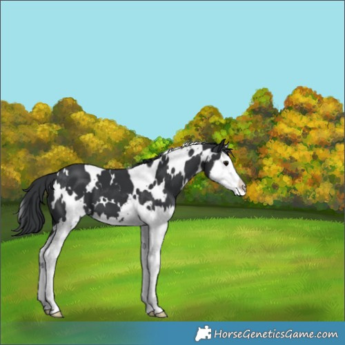 Horse Color:White Spotted Black Splash 