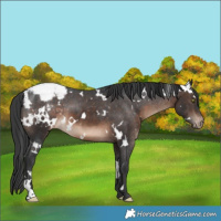 Horse Color:White Spotted Brown Appaloosa 