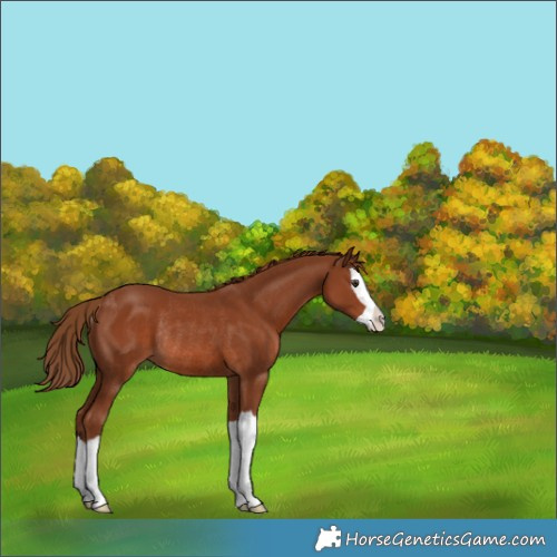 Horse Color:Chestnut Splash Rabicano 