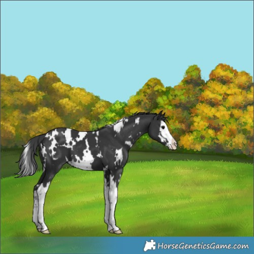 Horse Color:White Spotted Black Splash 