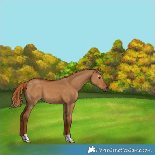 Horse Color:Gray Red Dun 