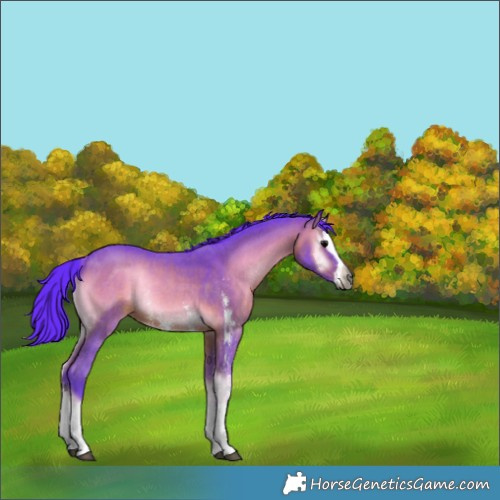 Horse Color:Gray Watercolor Bay Onyx Sabino Splash Rabicano 