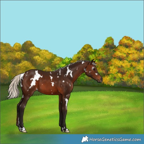 Horse Color:Gray White Spotted Silver Bay 