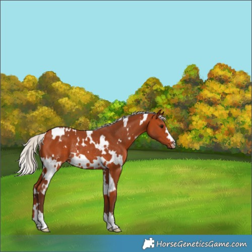 Horse Color:White Spotted Silver Bay Rabicano 