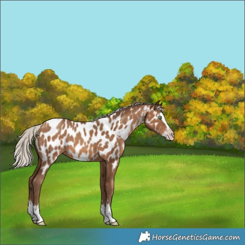 Horse Color:Gray Silver Amber Champagne Sabino Splash Appaloosa 