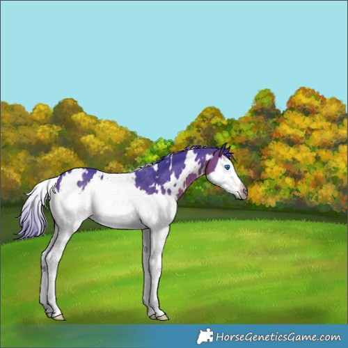 Horse Color:Gray Watercolor White Spotted Bay Splash Rabicano 