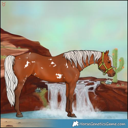 Horse Color:White Spotted Silver Bay 