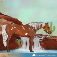 Horse Color:White Spotted Silver Bay 