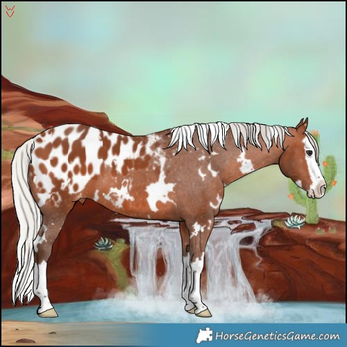 Horse Color:White Spotted Silver Brown Splash Appaloosa 