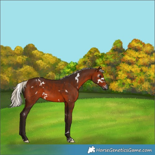 Horse Color:Gray White Spotted Silver Bay 