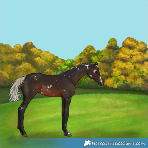 Horse Color:Gray White Spotted Silver Brown Sabino 