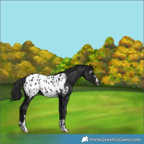 Horse Color:Gray Black Appaloosa 