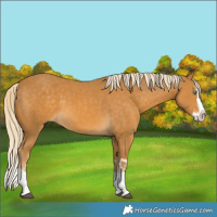 Horse Color:Palomino Splash  and Palomino Splash 