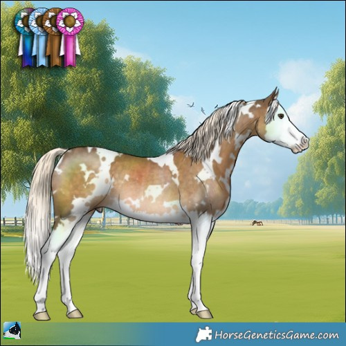 Horse Color:White Spotted Chocolate Palomino Splash Rabicano 