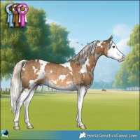 Horse Color:White Spotted Chocolate Palomino Splash Rabicano 