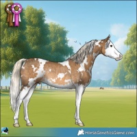 Horse Color:White Spotted Chocolate Palomino Splash Rabicano