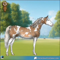 Horse Color:White Spotted Chocolate Palomino Splash Rabicano 