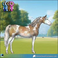 Horse Color:White Spotted Chocolate Palomino Splash Rabicano 