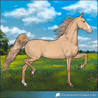 Horse Color:Red Dun Splash