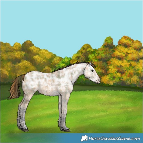 Horse Color:Plaid  Bay Ice 