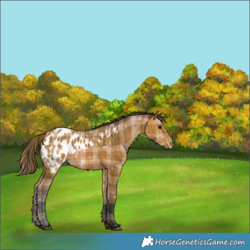 Horse Color:Plaid  Bay Appaloosa 