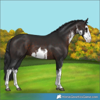 Horse Color:White Spotted Brown 