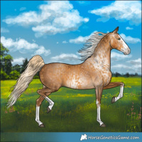 Horse Color:Palomino Splash  and Gray Palomino Splash 