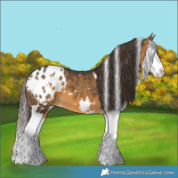 Horse Color:White Spotted Buckskin Splash Blanket 