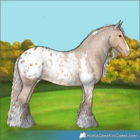 Horse Color:White Spotted Chocolate Palomino Blanket 