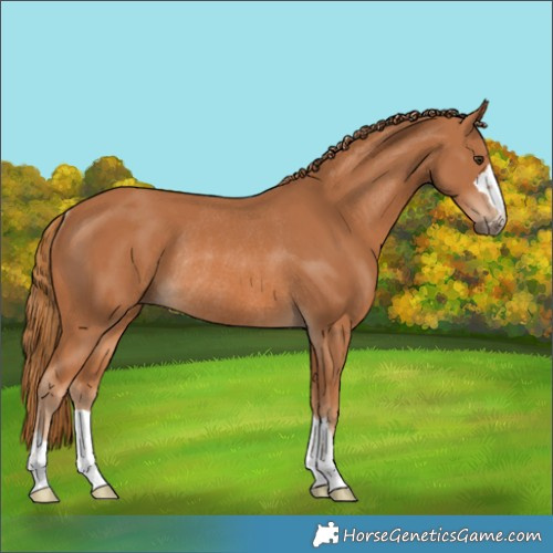 Horse Color:Chestnut Rabicano 