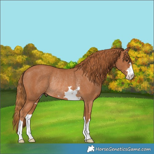 Horse Color:Chestnut Rabicano 