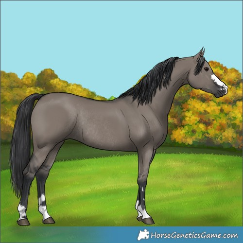 Horse Color:Grullo Rabicano 