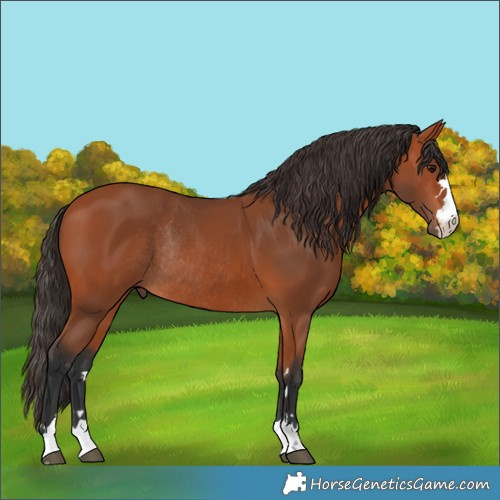 Horse Color:Bay Rabicano 