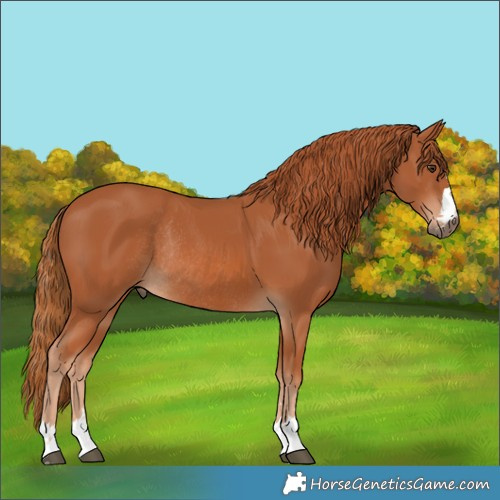 Horse Color:Chestnut Rabicano 