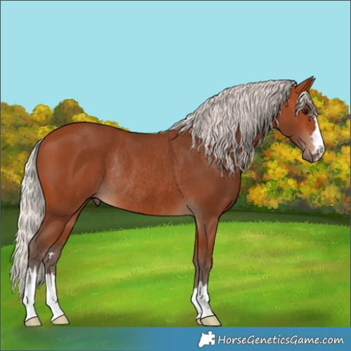 Horse Color:Silver Bay Rabicano 
