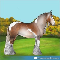 Horse Color:Gray Chocolate Palomino Splash Tobiano Rabicano 