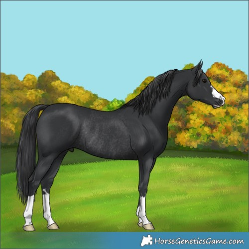Horse Color:Black Rabicano 