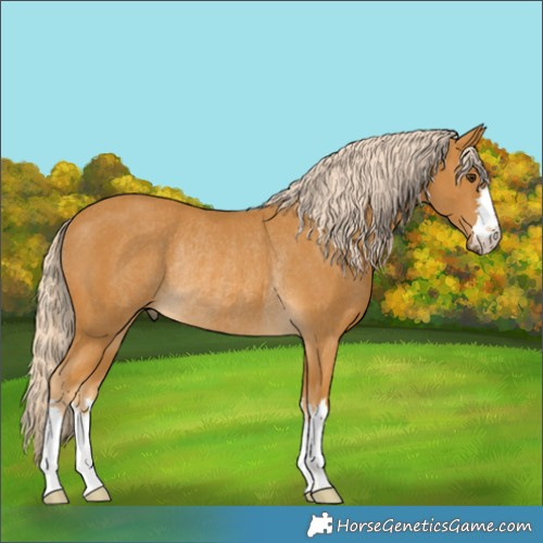 Horse Color:Palomino Rabicano 