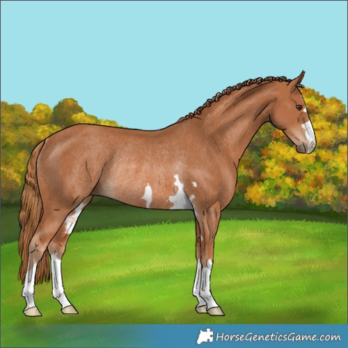 Horse Color:Chestnut Rabicano 