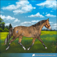 Horse Color:Palomino Splash and Buckskin Splash