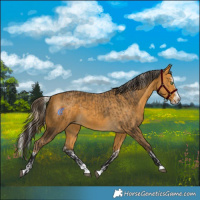 Horse Color:Palomino Splash and Buckskin Splash