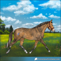 Horse Color:Palomino Splash and Buckskin Splash
