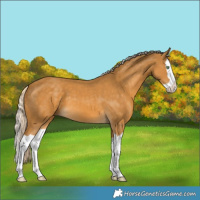 Horse Color:Palomino Splash 