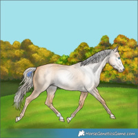 Horse Color:Gray Cremello Dun Splash 