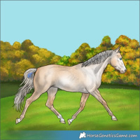 Horse Color:Gray Cremello Dun Splash 
